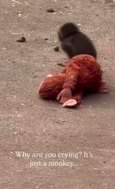 NINTCHDBPICT001061642450