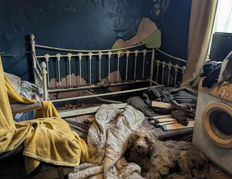 Matted dog lying on a dirty floor in a dilapidated room next to a bed.