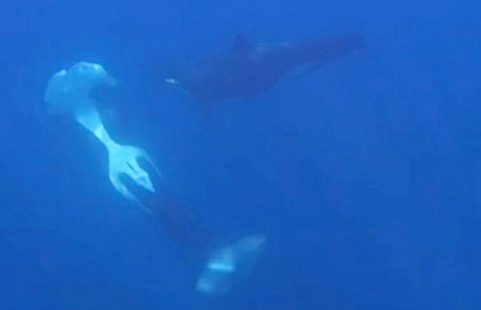 Orcas caught on camera ramming one of world¿s heaviest fish so hard it exploded