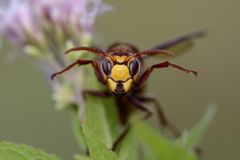 Parkrun Canceled After Swarm of Hornets Attacks Runners, Leaving One in Hospital
