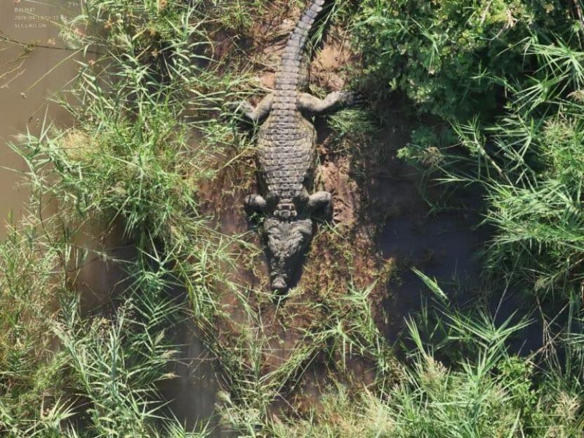 This 15ft crocodile suspected of eating South African businessman Gabriel Batista, 59, was monitored by drone for two days lying still on a small island just down river from where Batista was forced to abandon his car on a floody bridge and try to sw