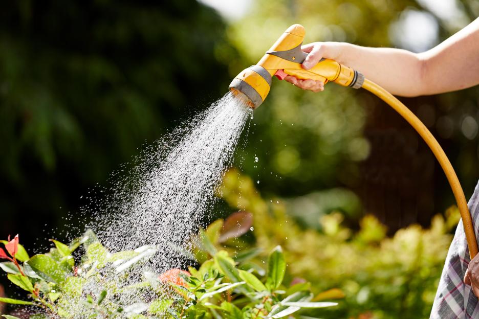 Monty Don Shares the Ideal Time to Water Your Plants for a Resilient Summer!