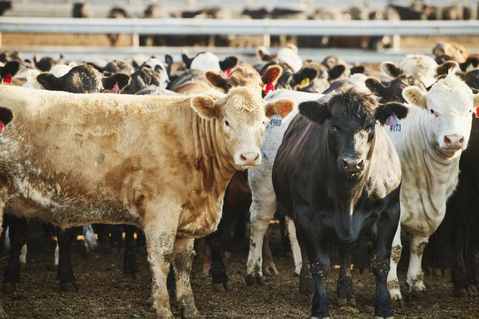Putin's Forces Deploy Rotten Anthrax-Infected Cows in Ukraine, Raising Bioweapon Alarm