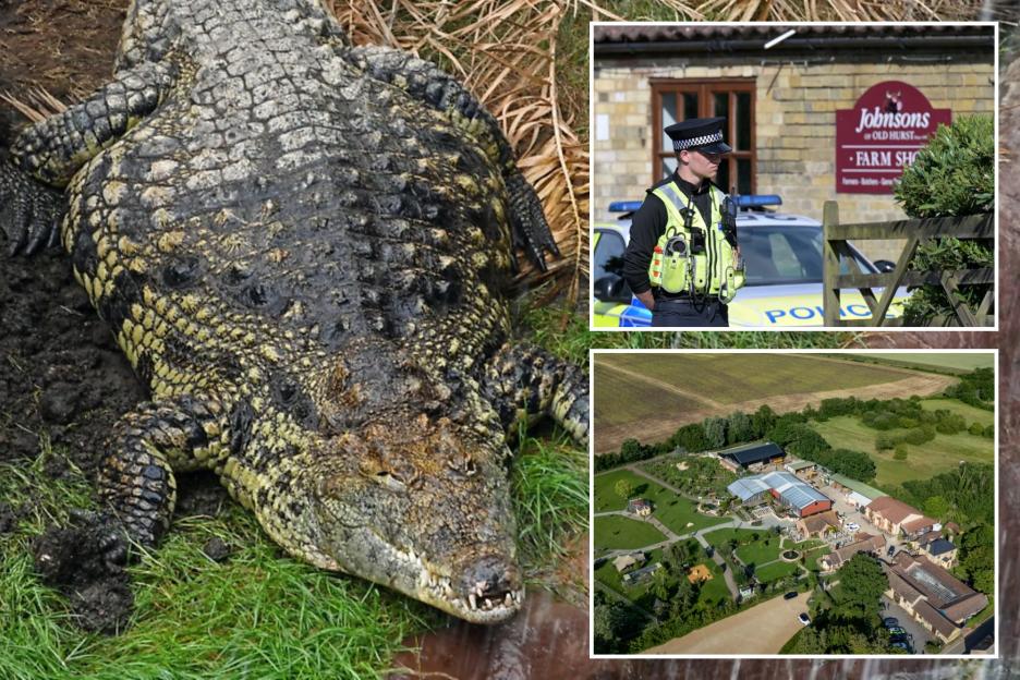 'Carers Attempted to Escape with Crocodile Attack Suspect After 3-Year-Old Boy Is Thrown into Enclosure'