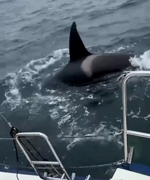 "Jaw-Dropping Encounter: Orcas Tear Rudder from Yacht as Killer Whale Gang Hits Boats Off Spain Once More"
