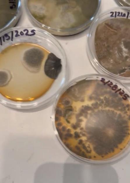 NINTCHDBPICT001059870603