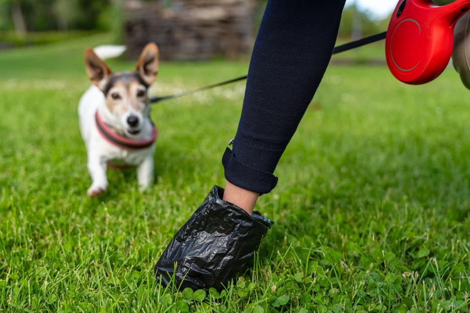 UK Pet Owners Face Potential £100 Instant Fine for Dog Fouling