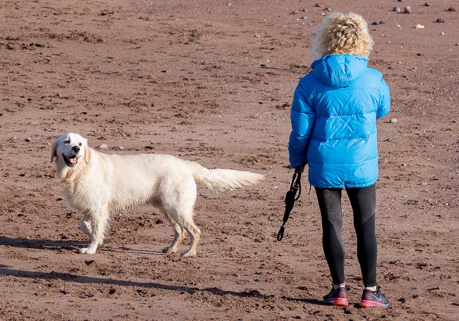 Survey Reveals Average Adult Has Four True Loves—Including Pets and Football Teams!