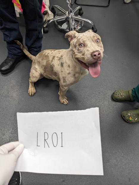 NINTCHDBPICT001041062336