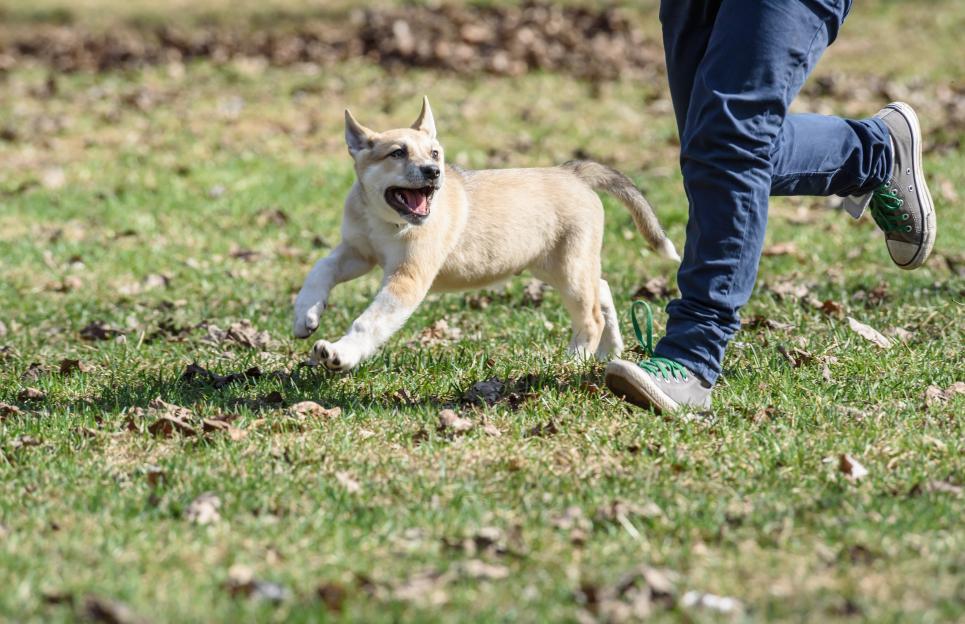 Boy jogging with cute happy fluffy puppy at park