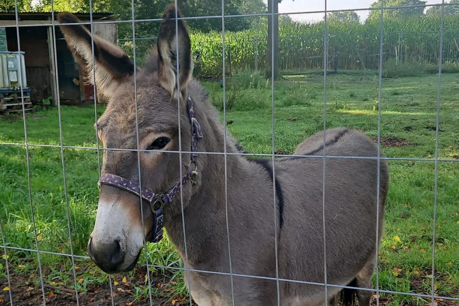 "Wild Donkey Jumps into Van and Attacks Three After Drivers Attempt to Control It"