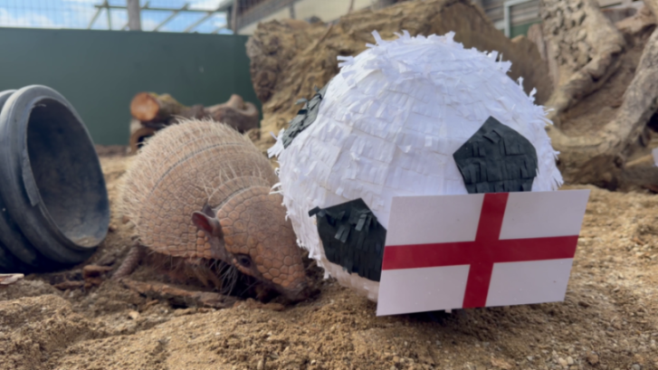 Armadillo near a football-shaped piñata with an England flag.