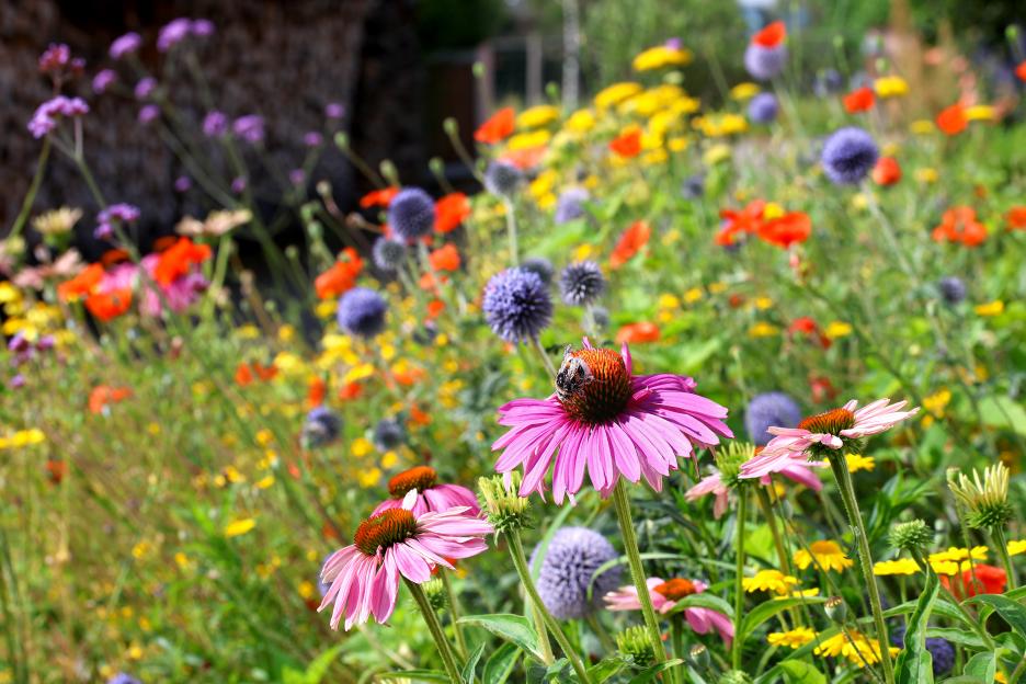 A bee on a purple echinacea flower in a colorful flowerbed with echinacea, poppy, and thistle flowers.