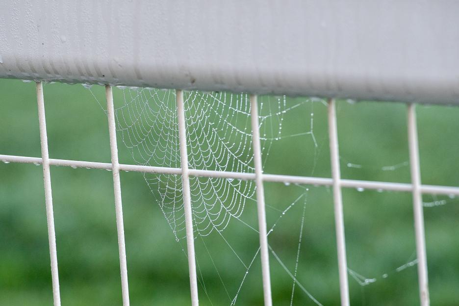 A spiderweb covered in dew drops on a white railing.