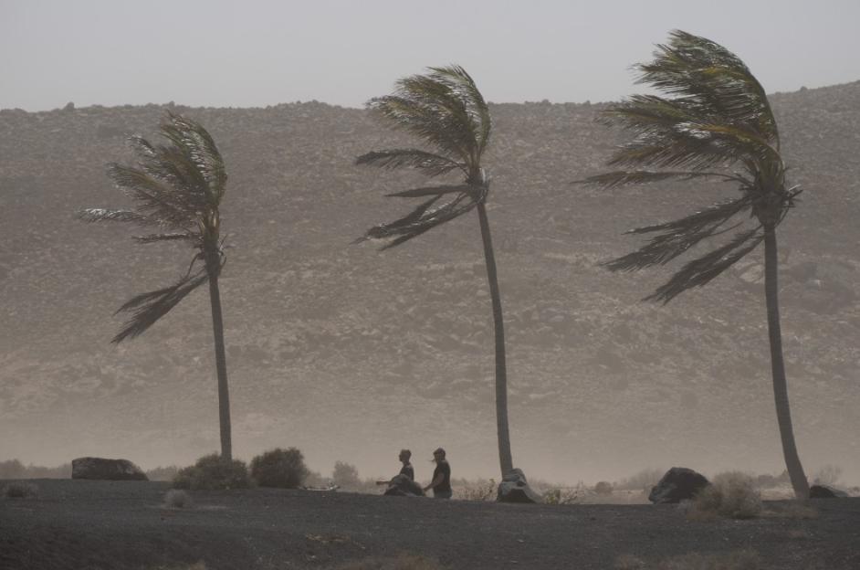 Three palm trees blowing in strong winds with two people in the distance during a sandstorm in Lanzarote.