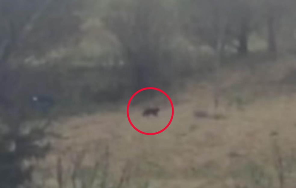 'Experts Reveal New Video of Panther Prowling the UK Countryside: Is it the Beast of Bodmin?'