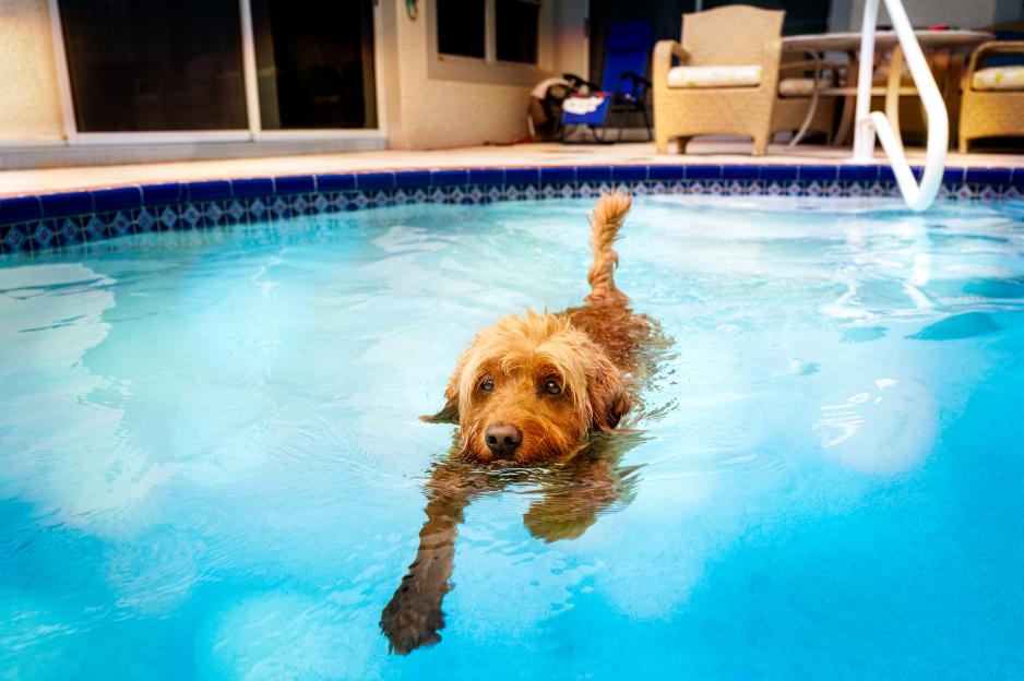 Miniature golden doodle swimming in a salt water pool.