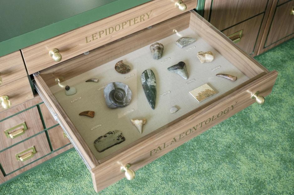 An open museum drawer with various fossils and ancient artifacts, including ammonites, shark teeth, and other bone fragments, labeled "PALAENTOLOGY".