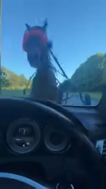 A horse with a pink harness in mid-air, seen from inside a car.