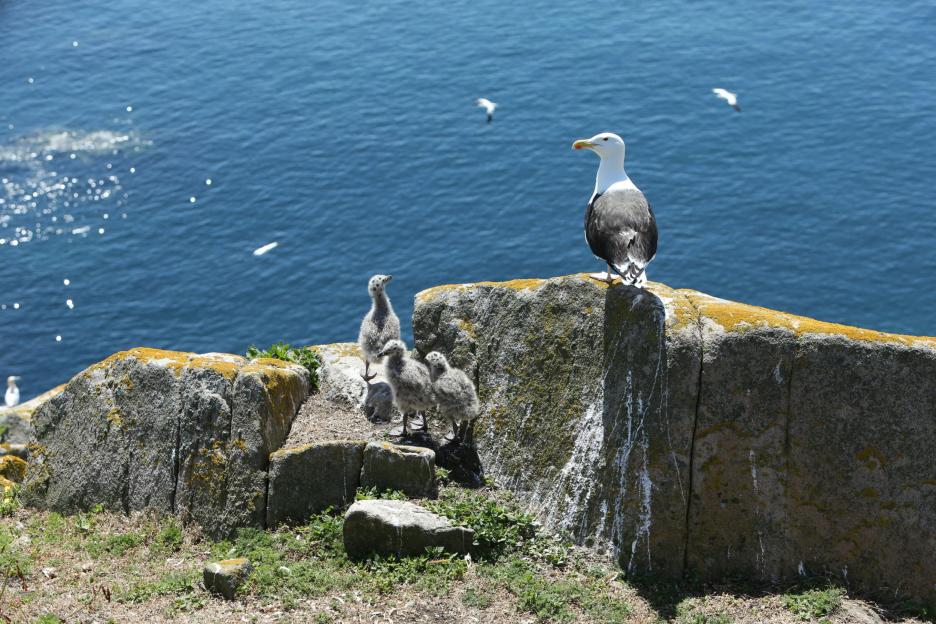 A black-backed seagull and three chicks on the Saltee Islands in Ireland.