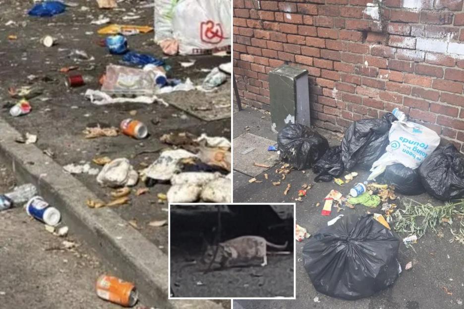 Giant Rats as Big as Rabbits Invade Our City: A Look at One of the UK's Worst Fly-Tipping Disasters