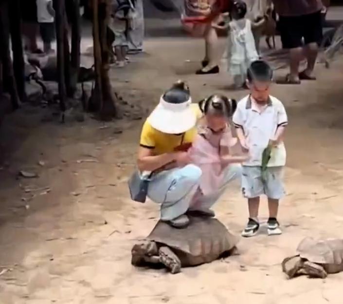 Outrage as Heartless Mom Sits on Endangered Tortoise, Laughing While the Struggling Creature Suffers