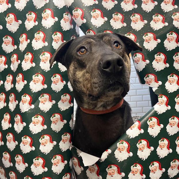 Rocky, a dark-furred dog, peeks through a tear in green wrapping paper with Santa Claus faces.