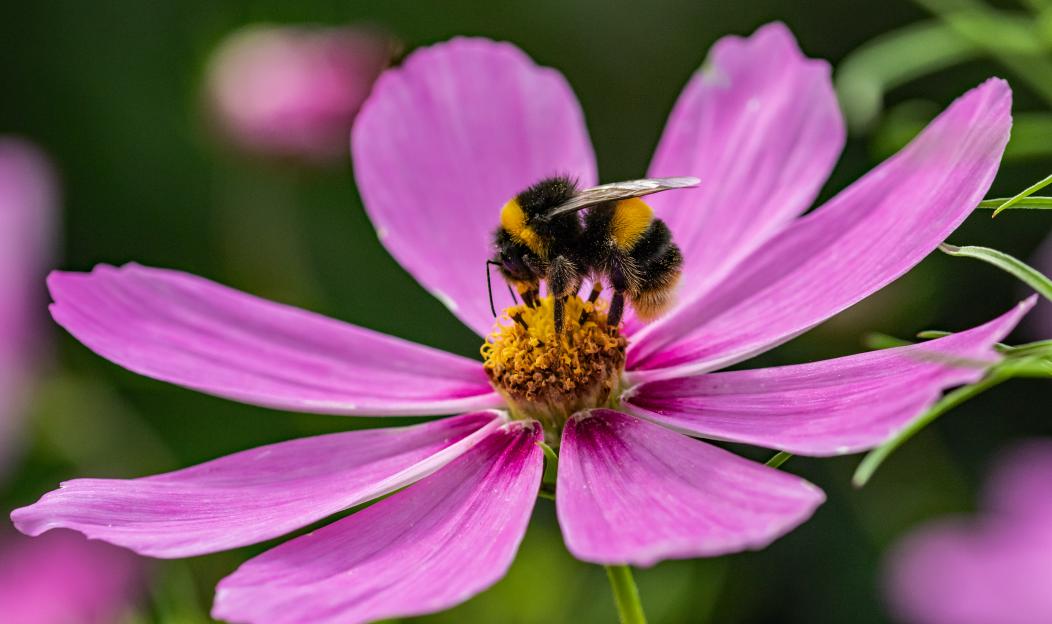 Bumblebee pollinating a pink cosmos flower.