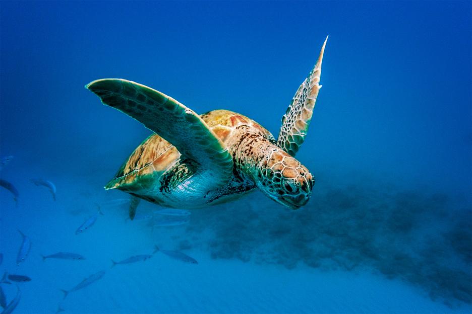 Turtle swimming underwater in Barabados