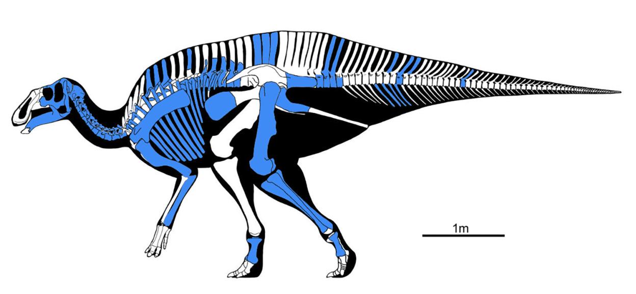 Illustration of a dinosaur skeleton with original bones highlighted in blue.