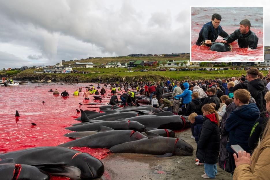 UK Islanders' Whale Hunt Turns Sea Blood Red as Hundreds Are Herded to Shore