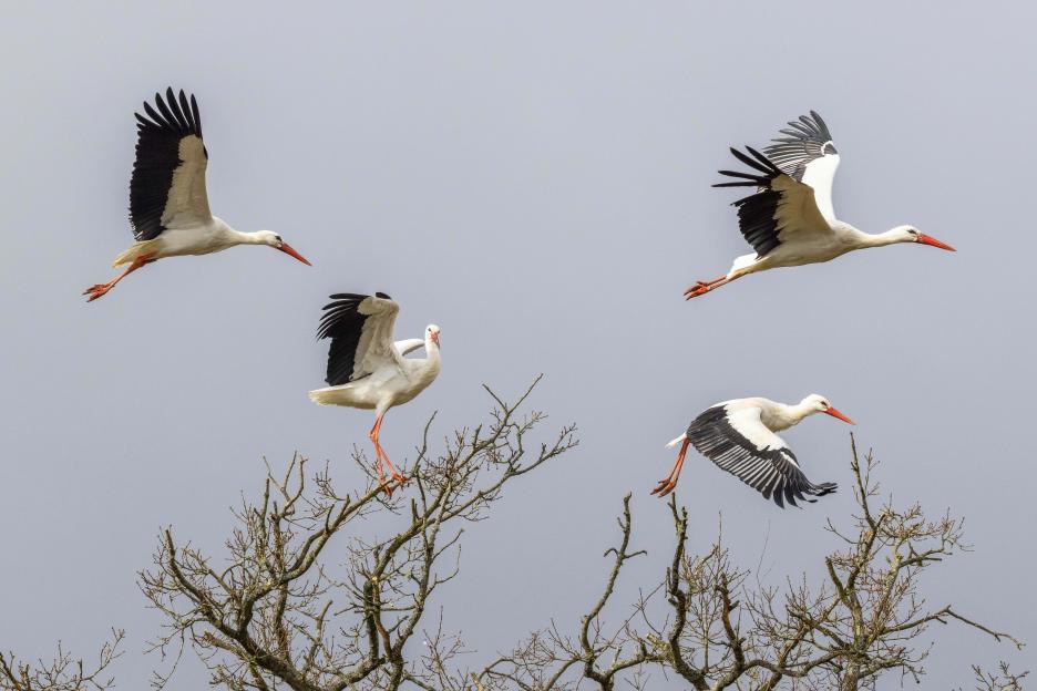 White stork at the Knepp estate. A re-introduction program of this emblematic species was introduced in 2019.