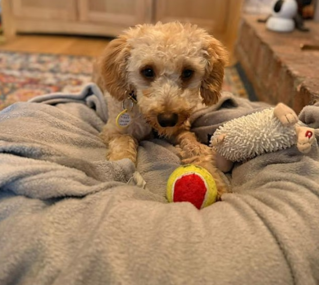 A fluffy, light brown poodle-cross dog lies on a gray blanket with a tennis ball and a sheep toy.