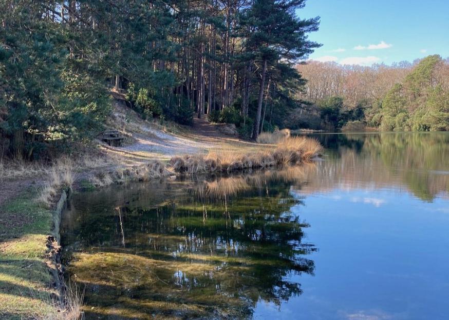 The turquoise blue lake at The Blue Pool Wareham, reflecting the surrounding pine trees and sky.
