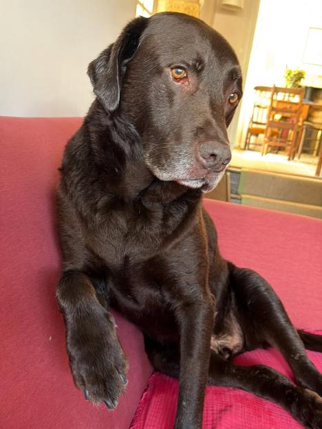 Chocolate Labrador dog sitting on a red couch.