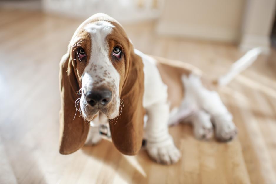 A Basset Hound puppy with brown and white fur, and long drooping ears, looking up at the camera.