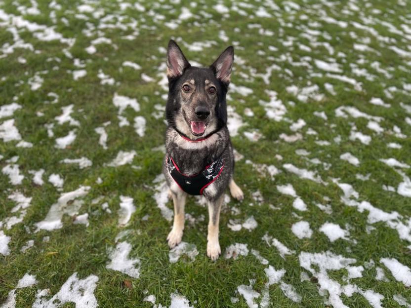 Molly, a grey and black German Shepherd mix, sits on a partially snow-covered lawn.