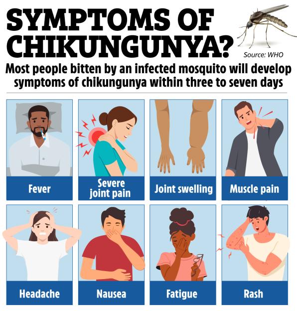 Illustration of chikungunya symptoms: fever, severe joint pain, joint swelling, muscle pain, headache, nausea, fatigue, and rash.