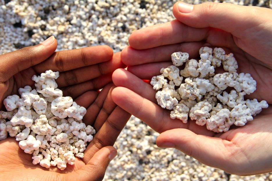 Hands holding white popcorn-like coral scraps from Fuerteventura, Spain.