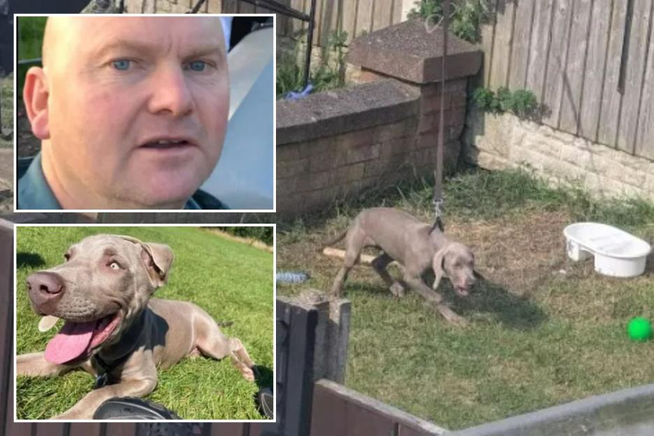 'Revenge Gone Wrong: Neighbour Attempts to Frame Couple for Child Abuse After Dog Howling Complaints'
