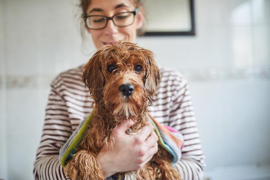 Ditch the Damp Towels: RSPCA's Advice for Keeping Your Dog Cool This Summer!