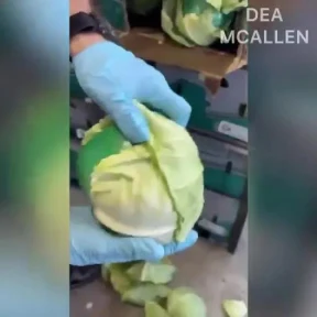 Shocking moment cops uncover almost one-tonne of meth disguised as hundreds of cabbages