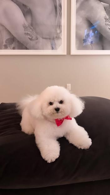 A fluffy white dog with a red bow tie lies on a dark cushion, with blurry, monochromatic artwork featuring tattooed figures in the background.