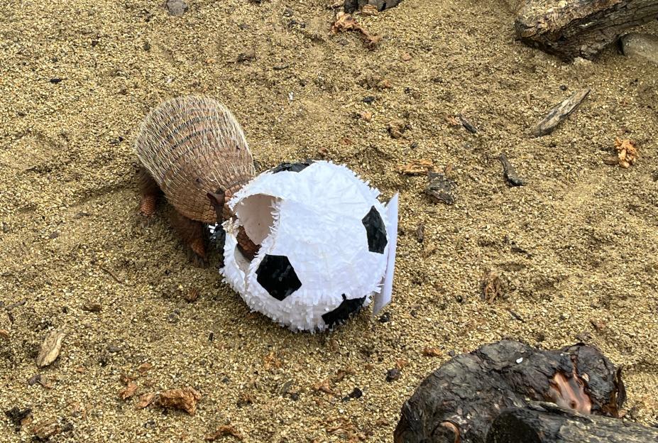 Armadillo interacting with a soccer ball toy.