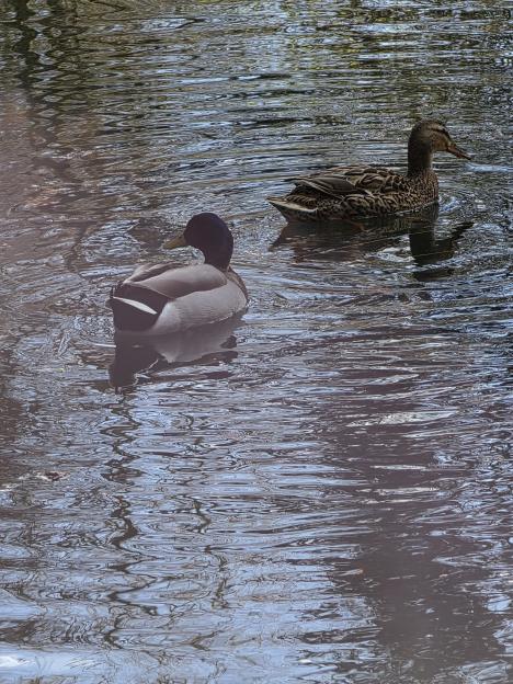 Two mallard ducks swimming in dark, reflective water.
