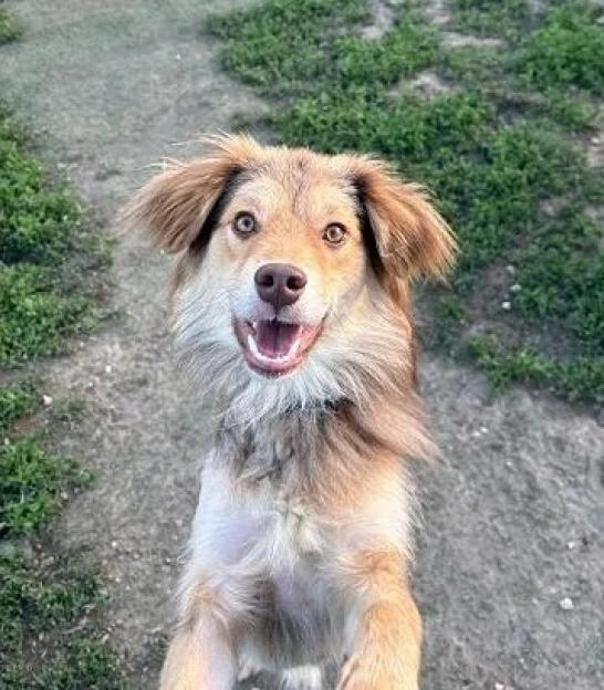 Happy brown and tan dog looking up with its mouth open.