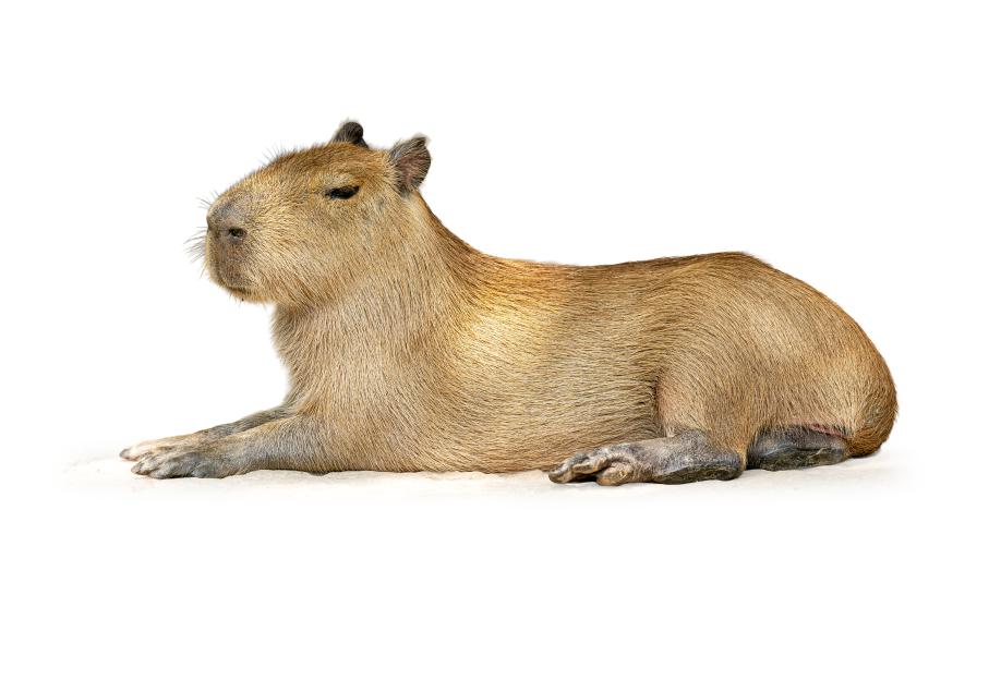 Capybara lying down in a peaceful pose.