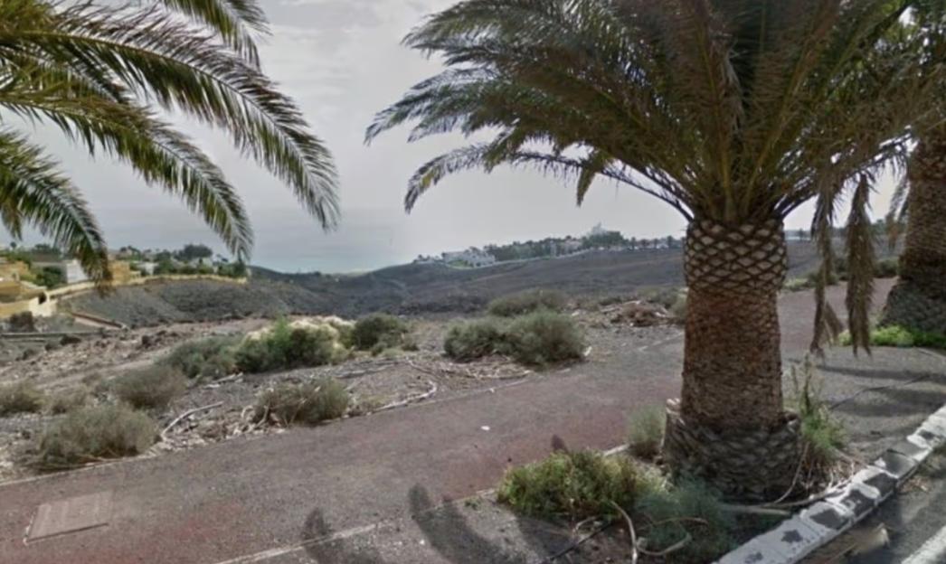 Palm trees with a view of the sea and coastal buildings.