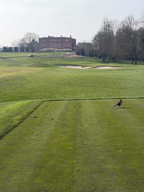 A pheasant on a golf course with a large brick building in the background.
