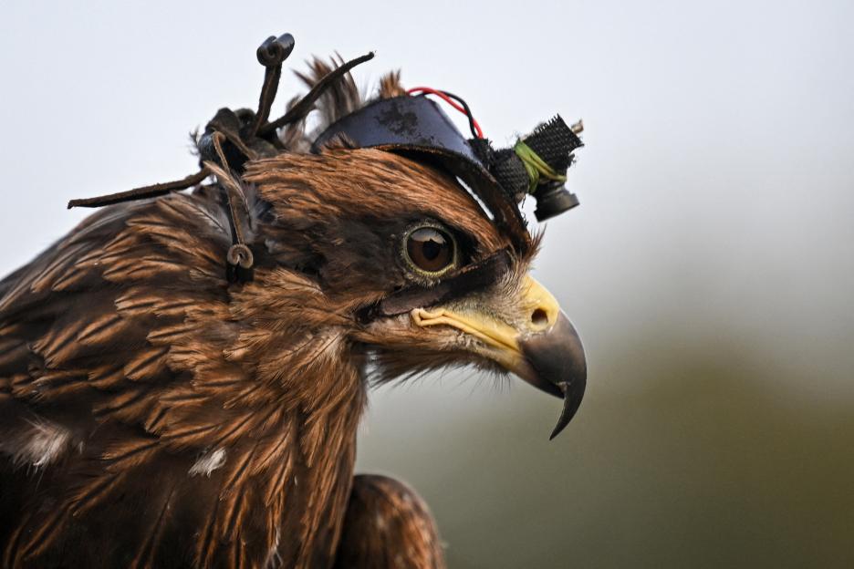 'Meet the Amazing 'Spy' Eagles Being Trained to Take Down Rogue Drones in the Battle Against Technology'